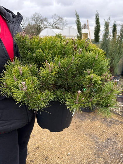 Pinus Mugo Mugo 15 Litre Pot