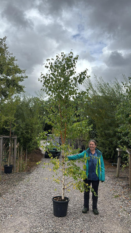 Betula Pendula Verrucosa 30 Litre Pot