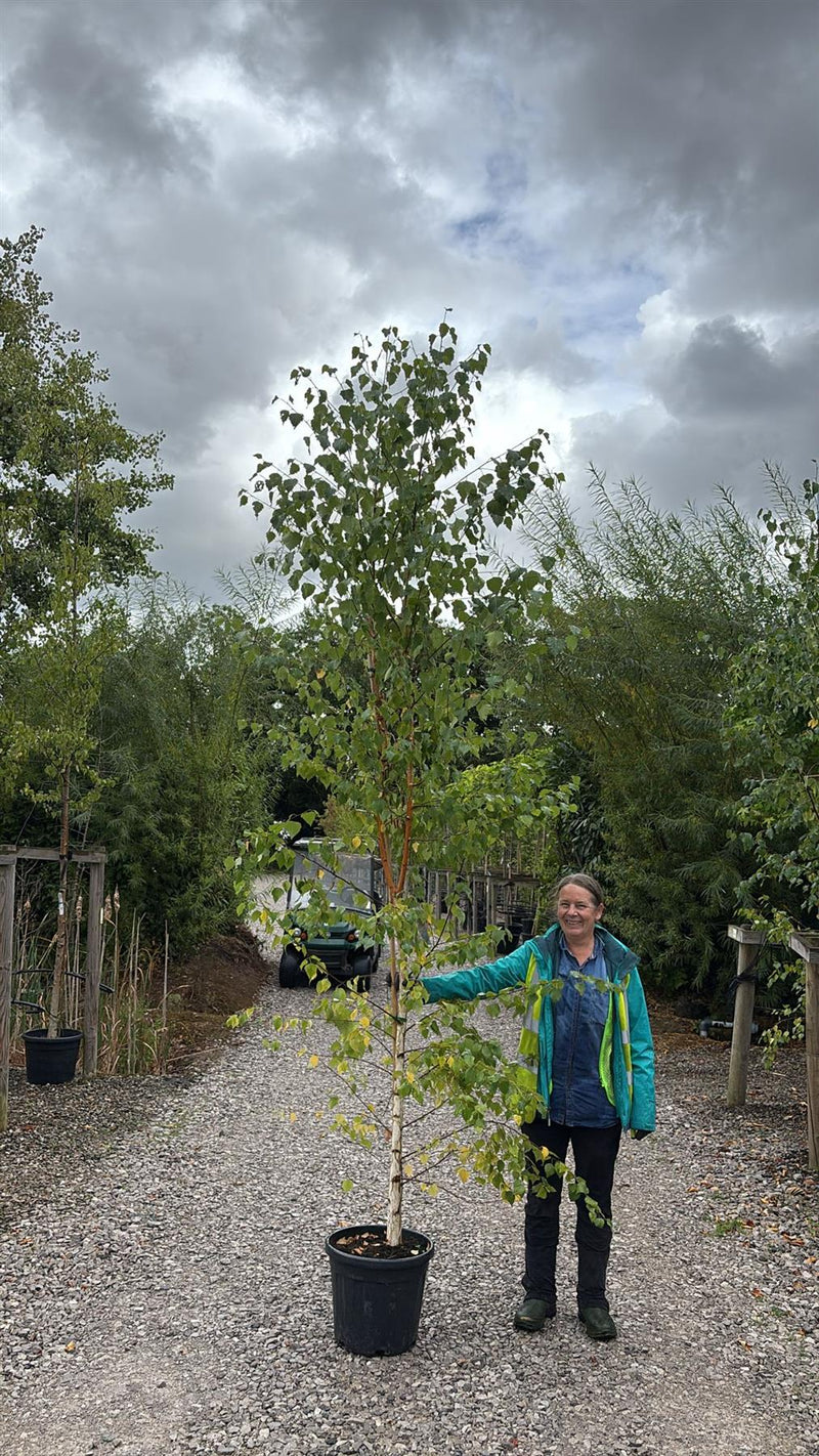 Betula Pendula Verrucosa 30 Litre Pot