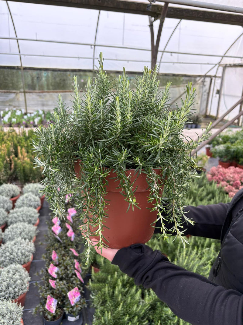 Rosmarinus Prostratus 6 Litre Pot