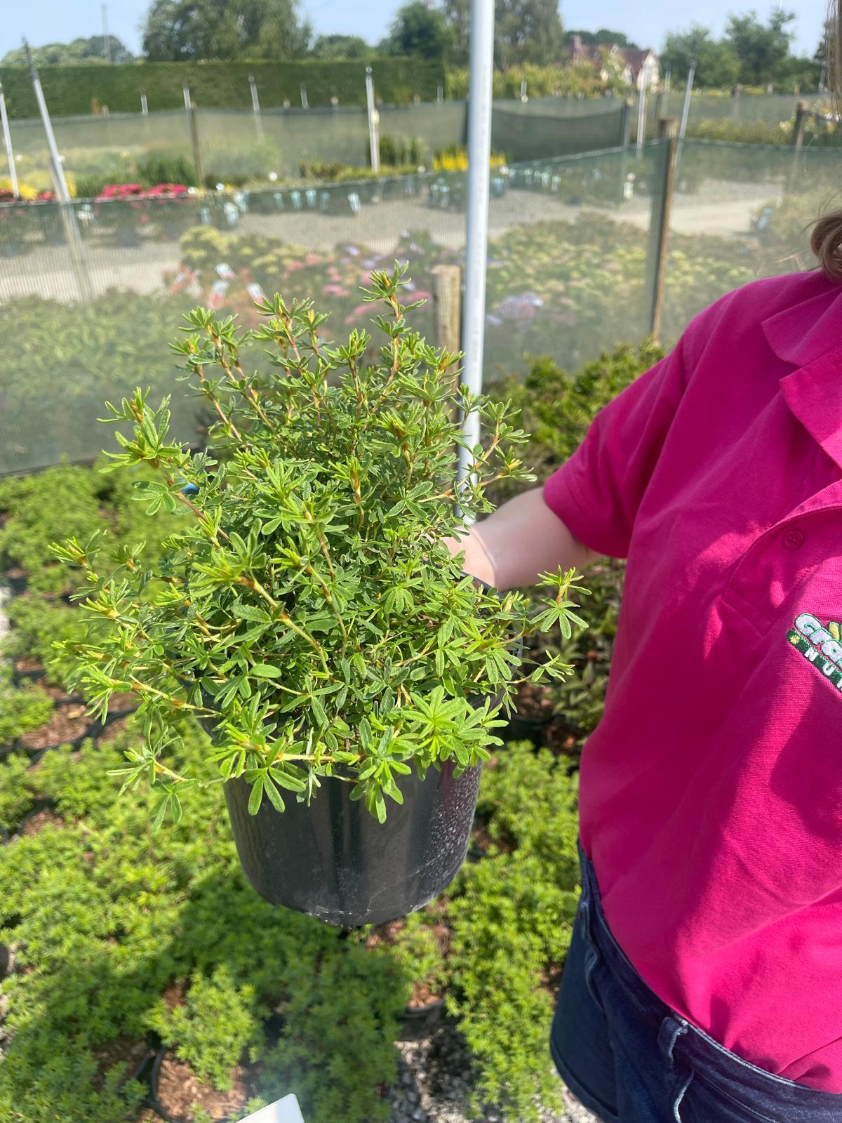 Potentilla Frut. Red Ace 3 Litre Pot