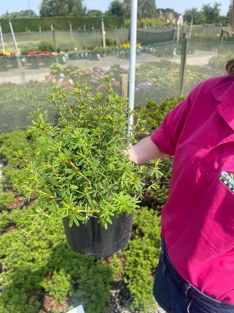 Potentilla Frut. Red Ace 3 Litre Pot