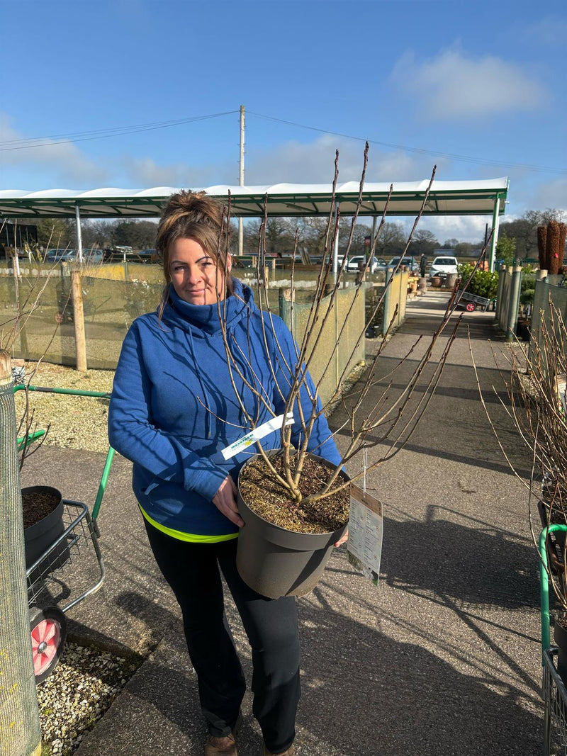 Aronia Prunifolia Viking 30 Litre Pot