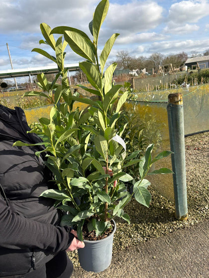 Cherry Laurel Hedging 4.5 Litre Pot 80/90cm