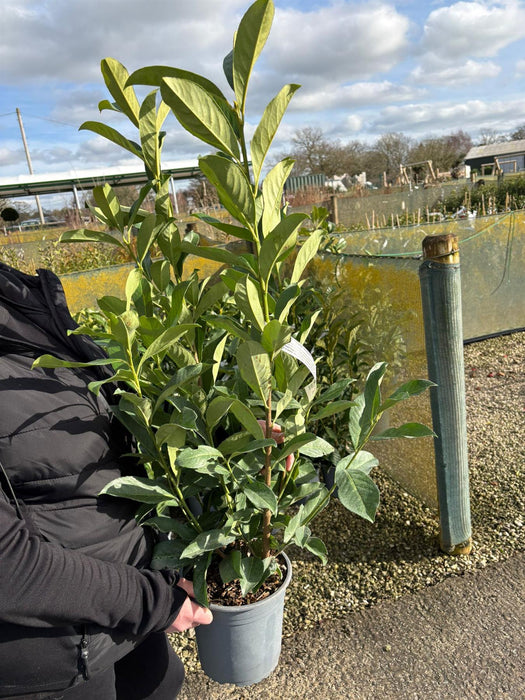 Cherry Laurel Hedging 4.5 Litre Pot 80/90cm