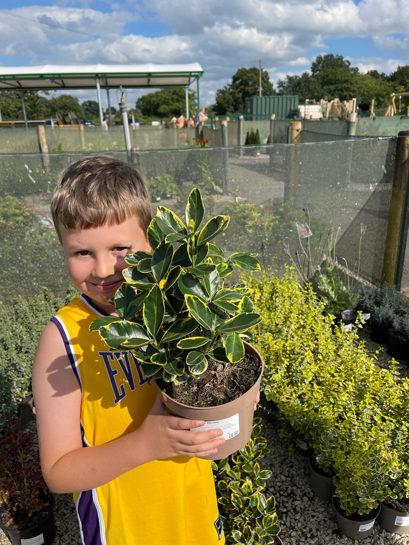 Euonymus Japonicus Marieke 2 Litre Pot