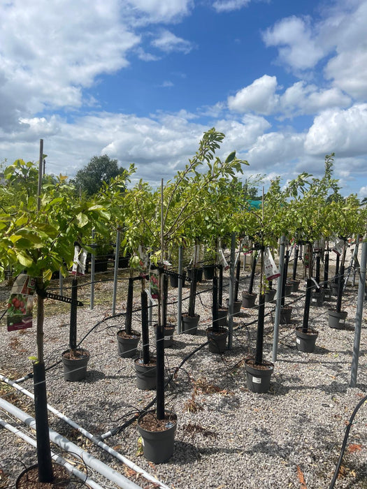 Plum Prunus Dom. Victoria 7.5 Litre Pot Half Standard