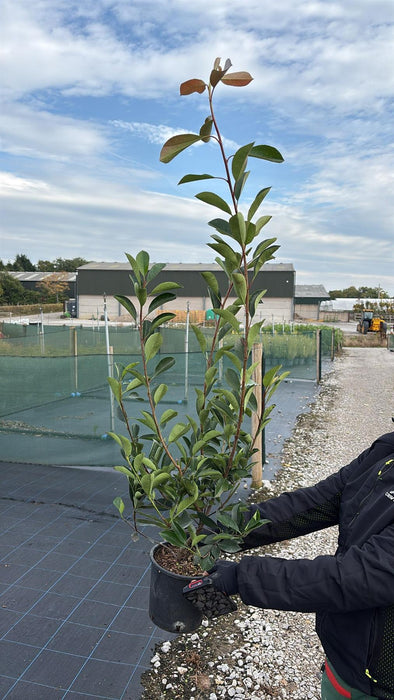 Photinia Red Robin 3.5 Litre Pot