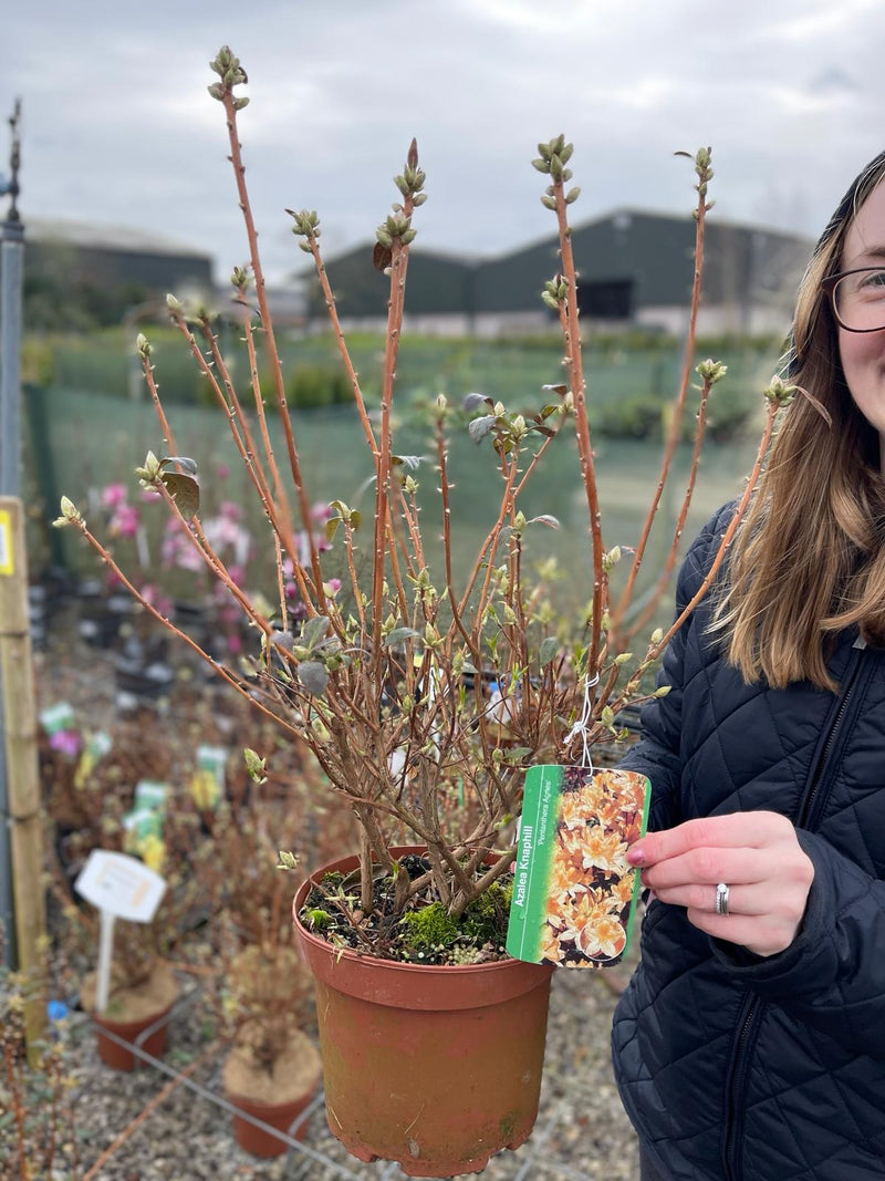 Azalea Lut Penthanthera Angus 3 Litre Pot