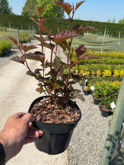 Physocarpus opulifolius Little Angel® - Ninebark 3 Litre Pot