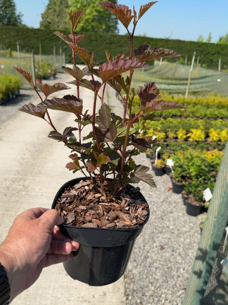 Physocarpus opulifolius Little Angel® - Ninebark 3 Litre Pot