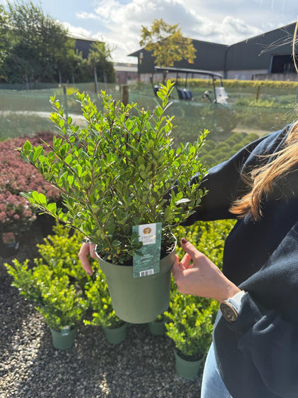 Ilex Crenata Hedging Jenny 2 Litre Pot