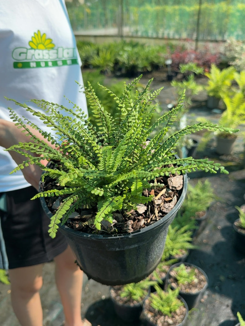 Asplenium trichomanes - Maidenhair Spleenwort 3 Litre Pot