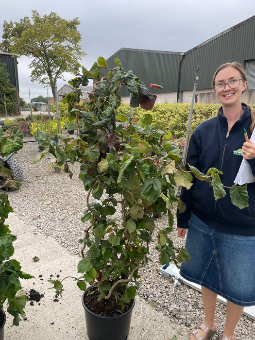 Corylus Red Majestic 20 Litre Pot 120/150cm Tall