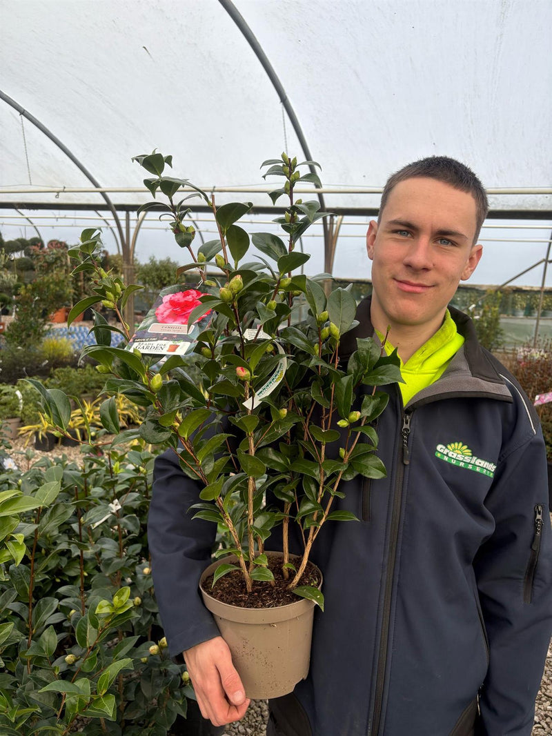 Camellia Japonica Kasuga Yama 3 Litre Pot
