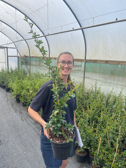 Pyracantha Red Sapphire 2.5 Litre Pot