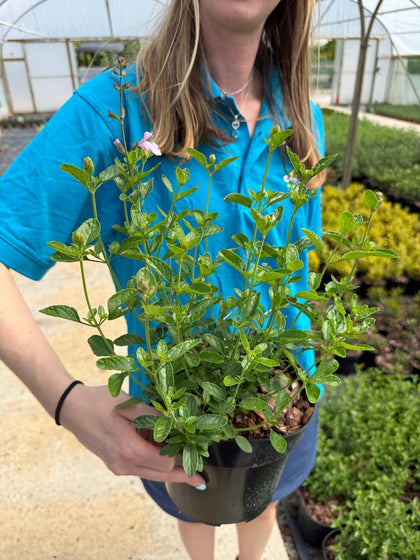 Salvia jamensis 'Magical Orinoco' - Autumn Sage 3 Litre Pot
