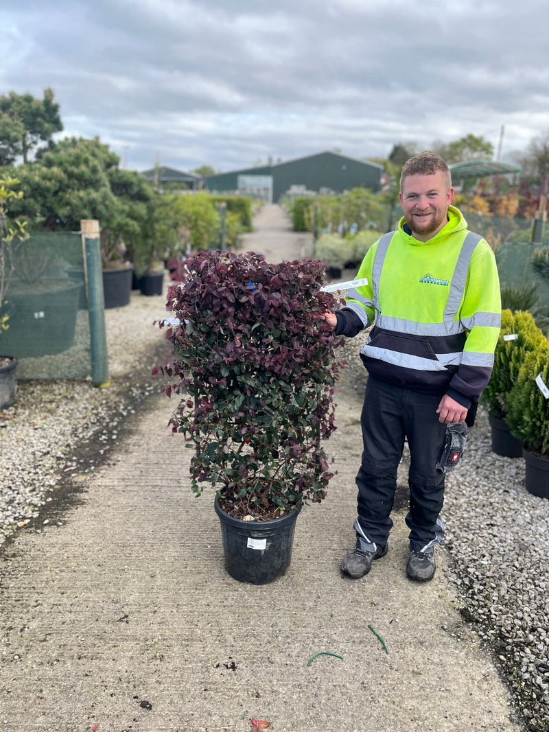 Loropetalum Chinense Black Pearl Pleached Panel 100cm Tall x 60cm Wide