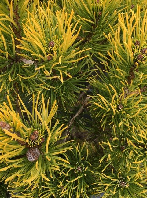 Pinus Carstons Wintergold 80 Litre Pot