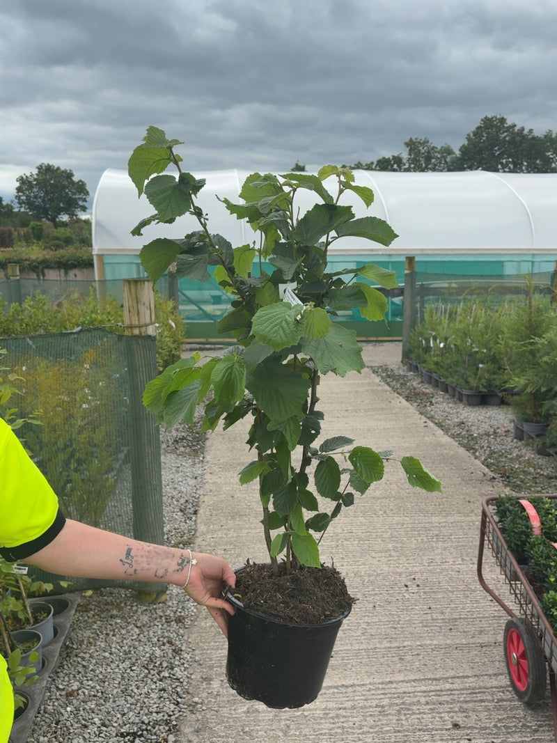 Hazel Hedging 5 Litre Pot 80-100cm