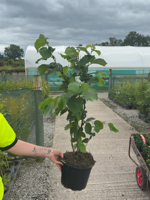 Hazel Hedging 5 Litre Pot 80-100cm