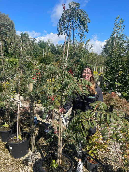 Sorbus Chinese Lace 30 Litre Pot