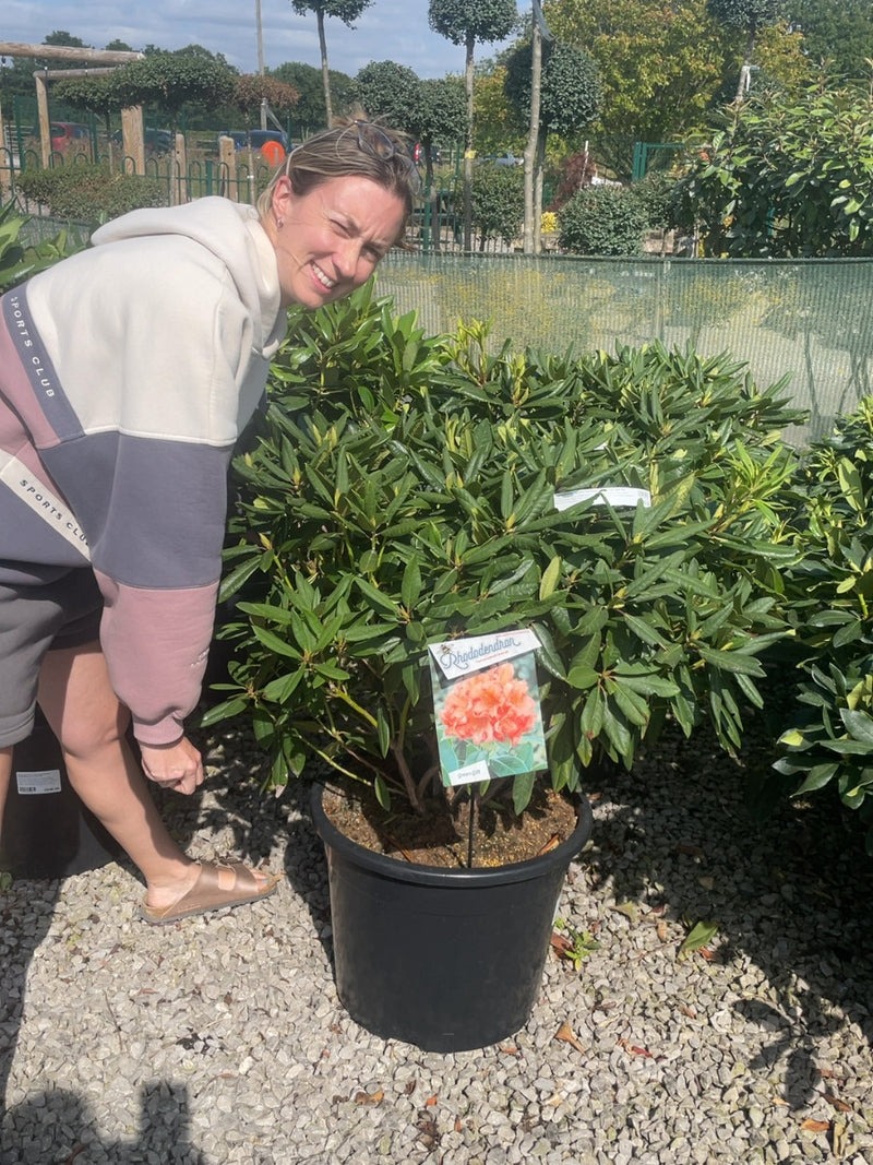 Rhododendron Hybrid Tortoise Orange 40 Litre Pot