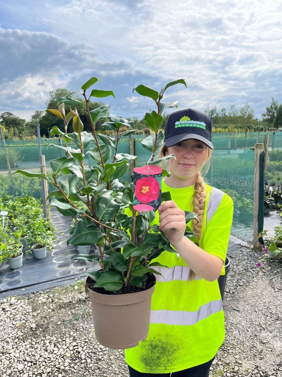 Camellia Japonica Dr King 10 Litre Pot