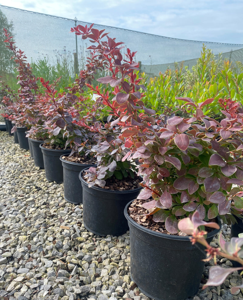 Berberis thunbergii Golden Ring 3 Litre Pot