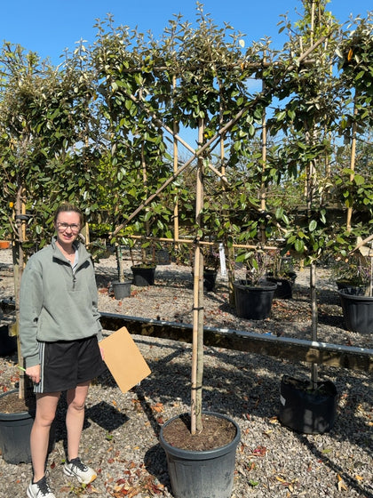 Elaeagnus Ebbingei Pleached 45 Litre Pot 110cm Stem 120 Tall x120cm Wide