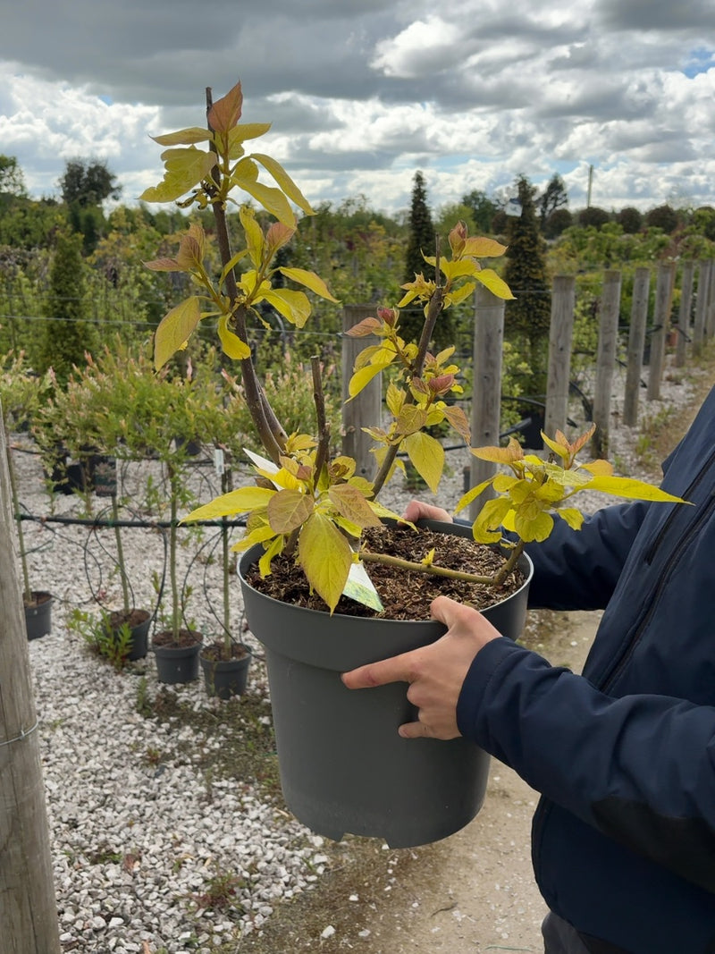 Catalpa Bignionoides Aurea 12 Litre Pot 100/125cm