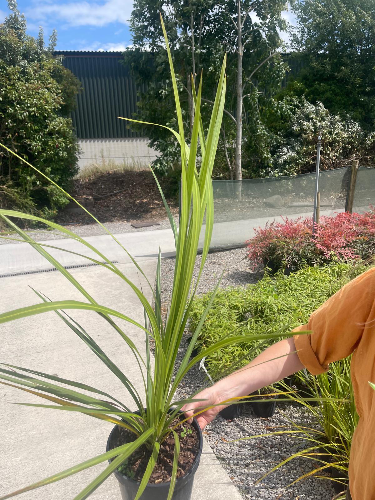 Cordyline Australis 3 Litre Pot