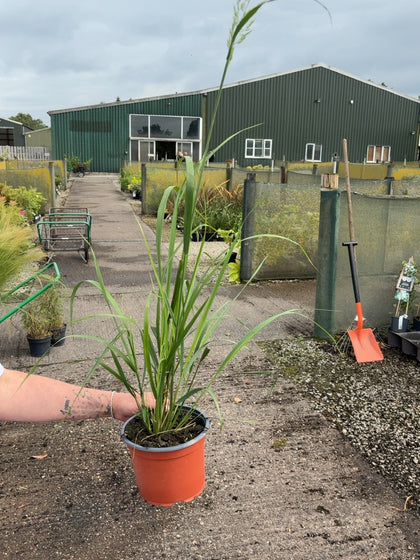 Calamagrostis Karl Foerster 2 Litre Pot