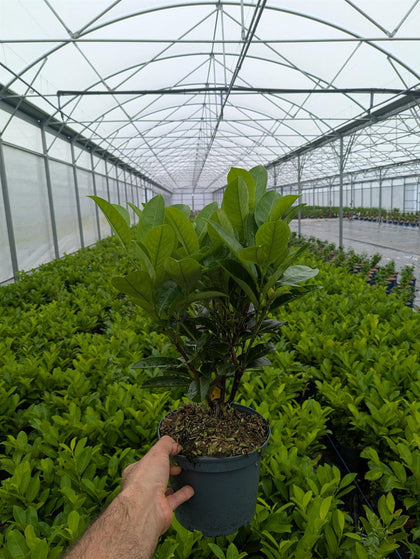 Cherry Laurel Hedging 3 Litre 30-40cm x 50 plants. New season crop Order/Ready Early June