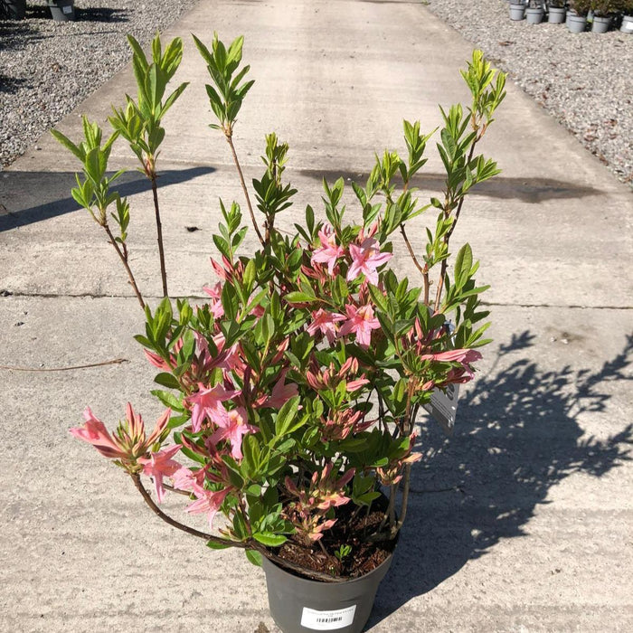 Azalea Lut Soir De Paris 4.5 Litre Pot Delivery March