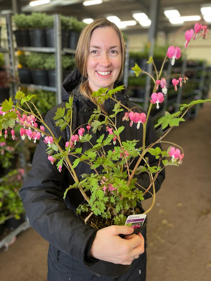 Dicentra Spectabilis 3 Litre Pot