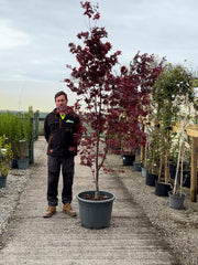 Acer Palmatum Fireglow 65 Litre Pot
