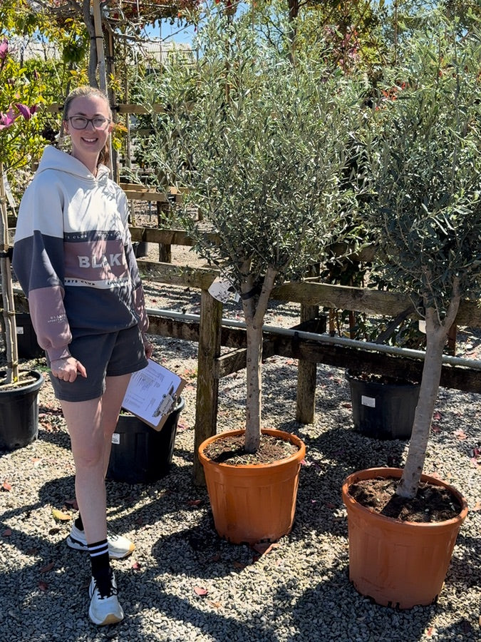 Olea Europea Or Olive Tree Heavy Standard 35 Litre Pot