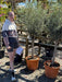 Olea Europea Or Olive Tree Heavy Standard 35 Litre Pot