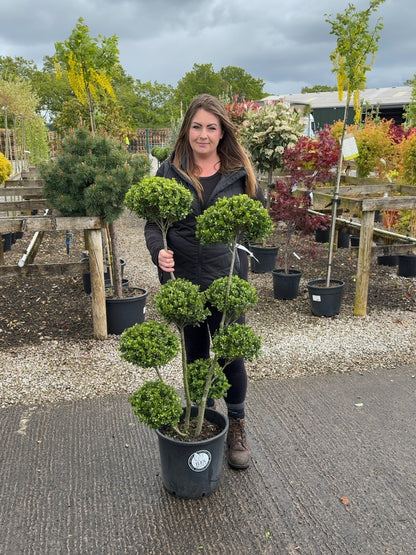 Ilex Crenata Dark Green Pom Pom 18 Litre Pot 100/125cm