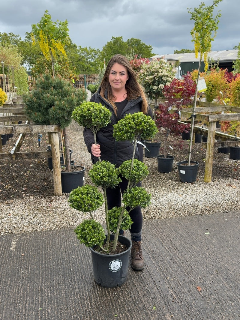 Ilex Crenata Dark Green Pom Pom 18 Litre Pot 100/125cm