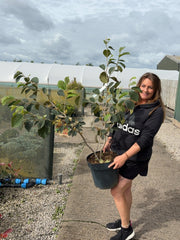Hamamelis Intermedia Jelena 12 Litre Pot 80/100cm Tall