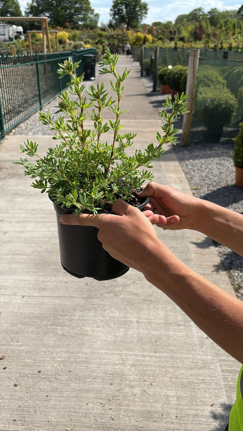 Potentilla fruticosa Goldstar 3 Litre Pot