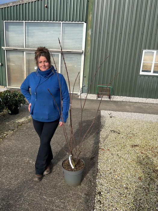 Euonymus Europaeus Red Cascade 12 Litre Pot 100/120cm