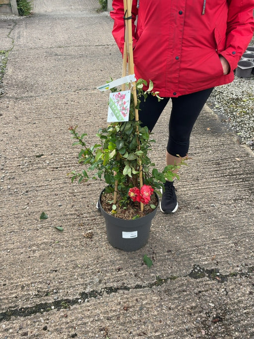 Chaenomeles speciosa Pink Storm 12 Litre Pot