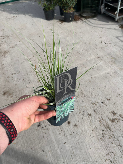 Carex oshimensis Everest 2 Litre Pot