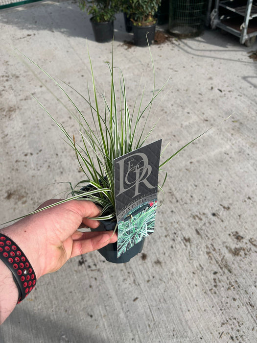 Carex oshimensis Everest 2 Litre Pot