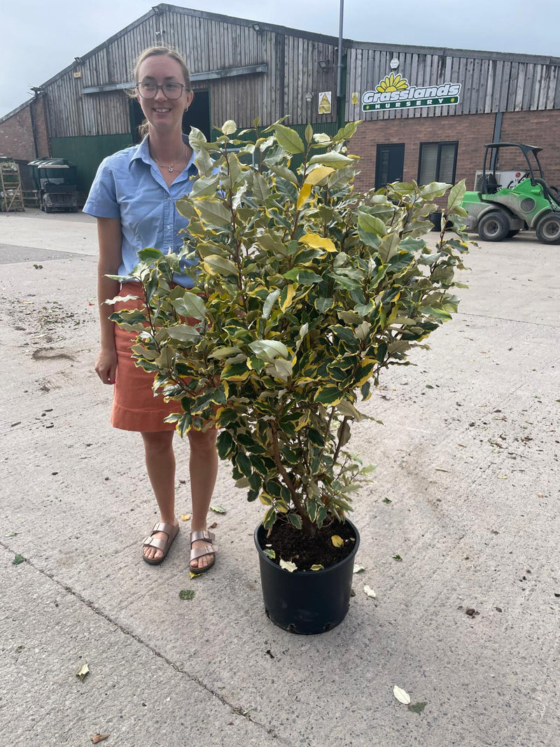 Elaeagnus x Vivileg 20 Litre Pot 125-150cm