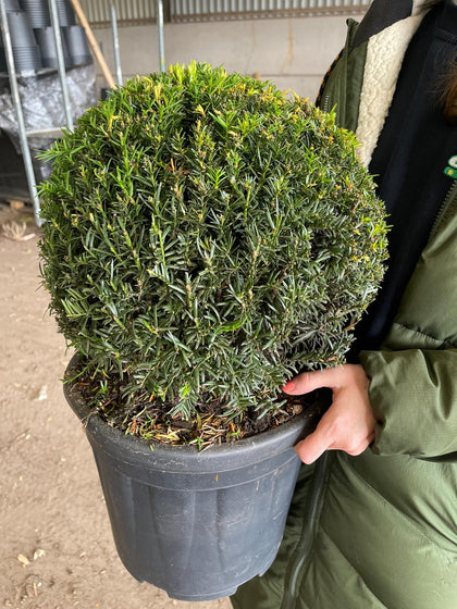 Yew or Taxus Baccata Ball 12 Litre Pot 40cm