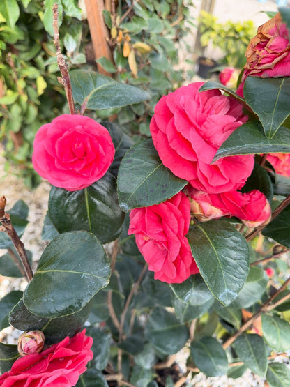 Camellia Jap. Rosedale's Beauty 15 Litre Pot